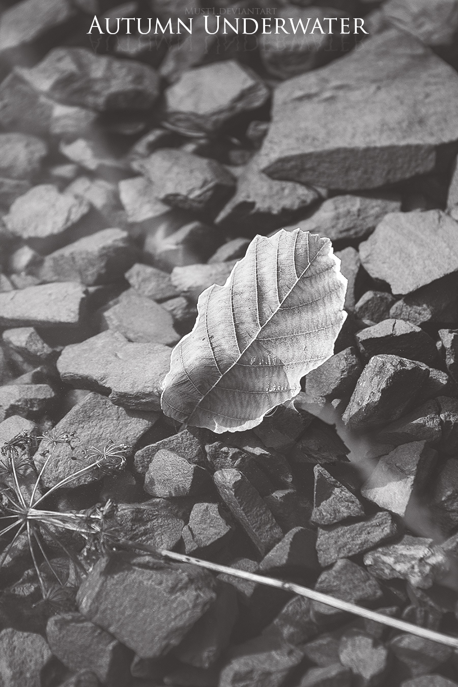 Autumn Underwater