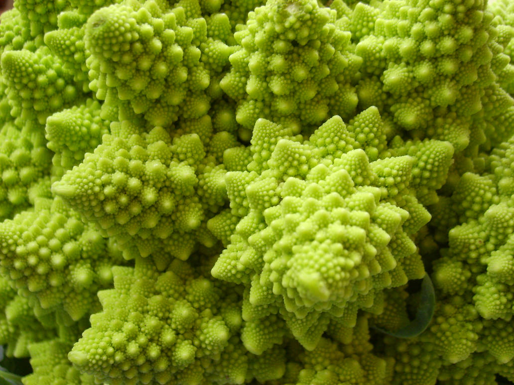 Natural Fractal - Close-up by WindyPower