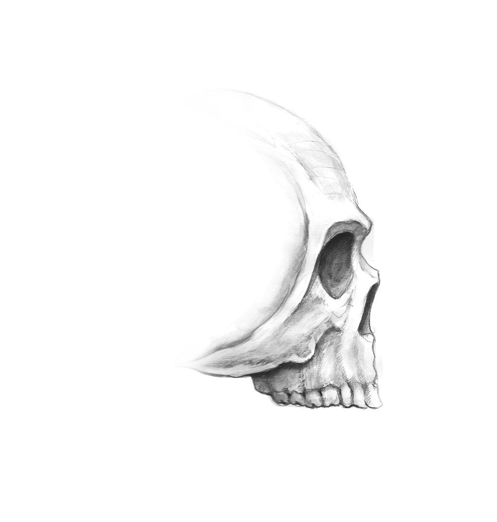 Skull Fragment