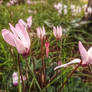 Cyclamen 3