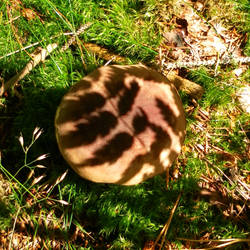 Shadow Mushroom
