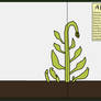 Dinatheen Flora Life: Archaeamphora