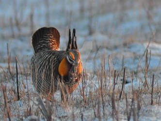 Booming Prairie Chicken