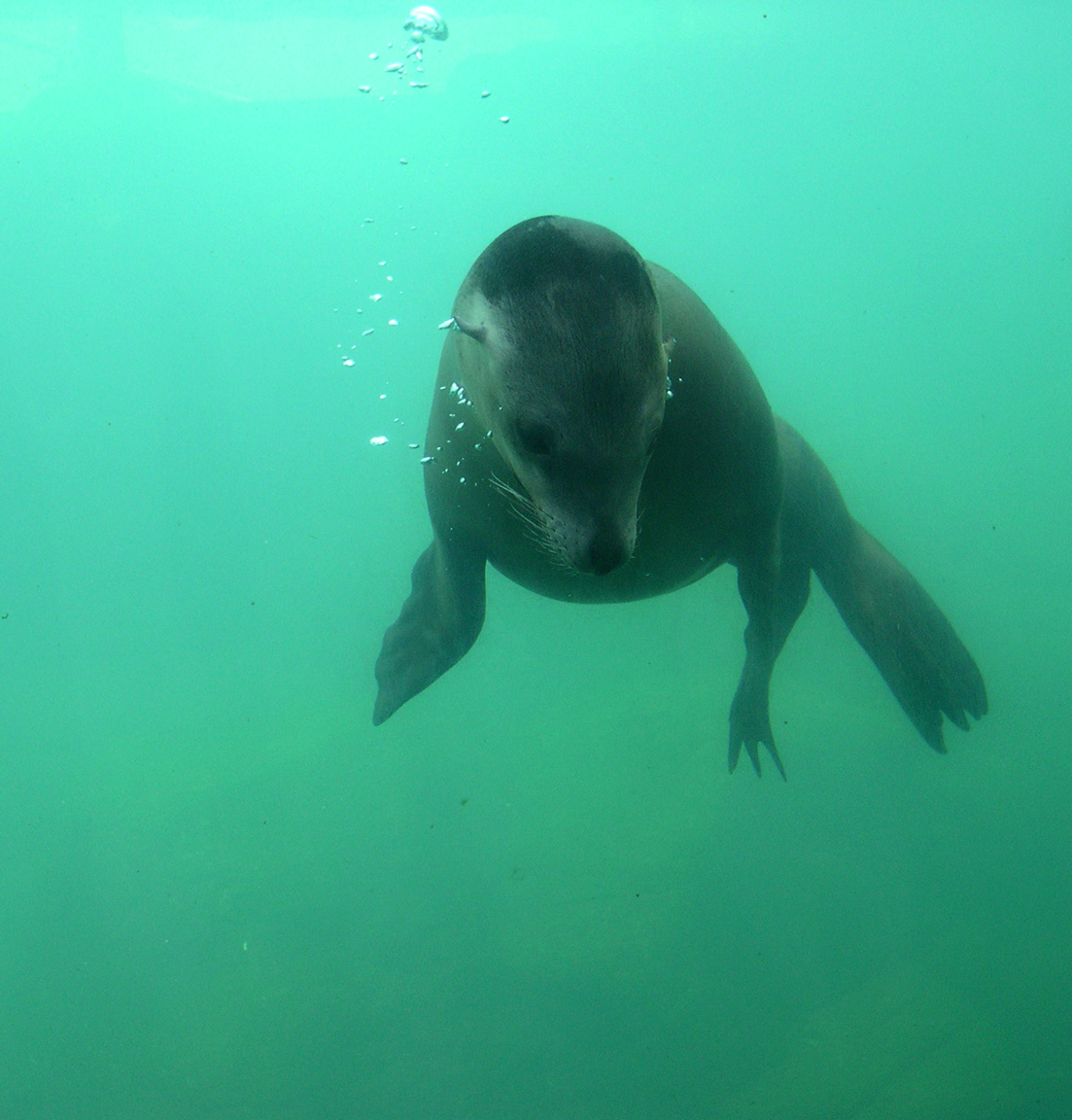 Seal Bubbles