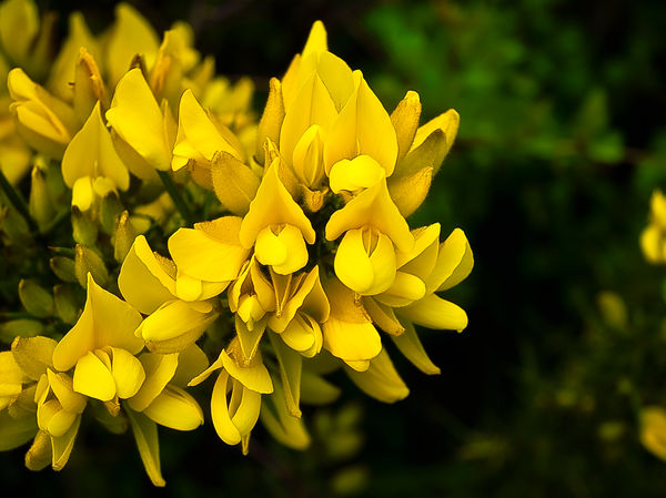 Gorse