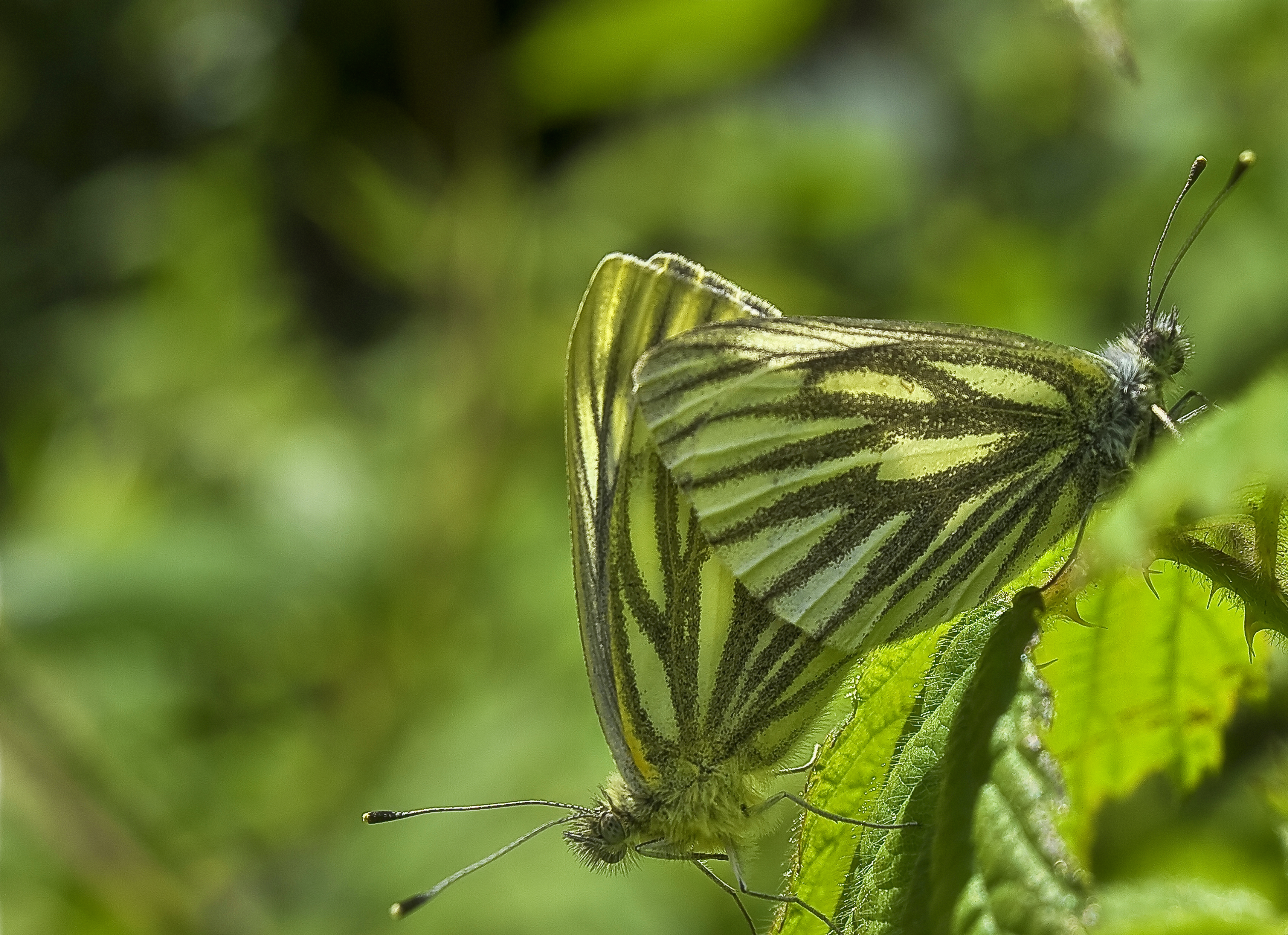 Butterfly love