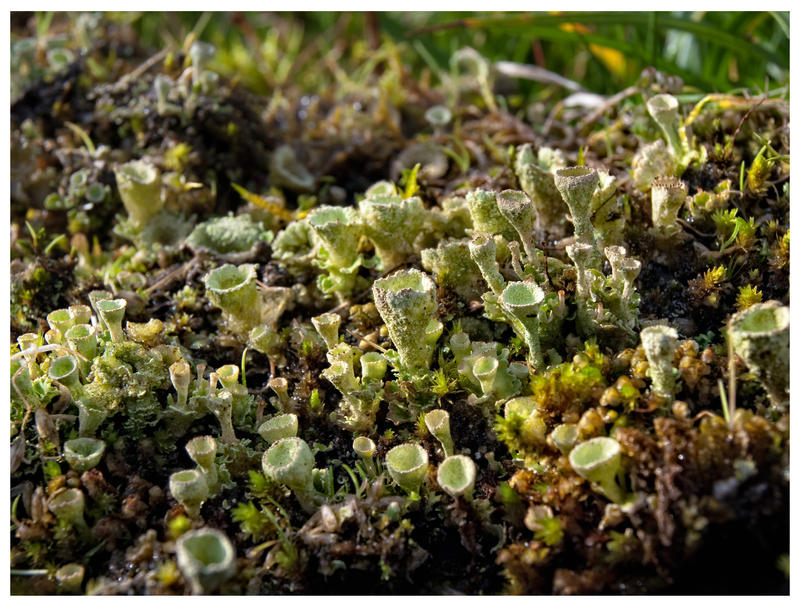 weird lichen