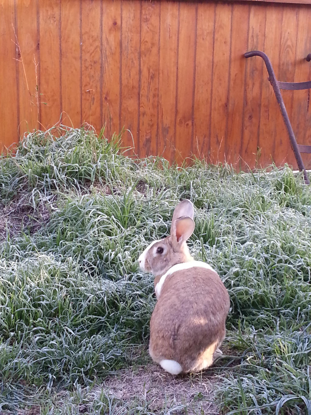 Backyard Frost