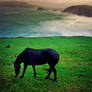 Dingle Lonely Horse