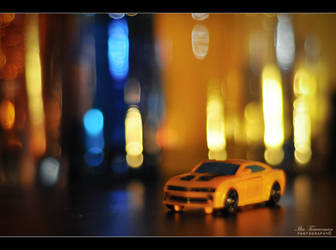 Bumble bee and city lights