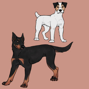 (Personal) Beauceron and Jack Russell Terrier