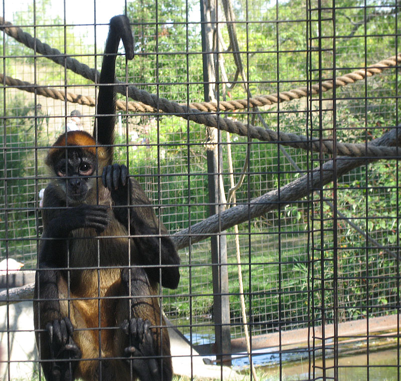 Toronto Zoo - Spider Monkey