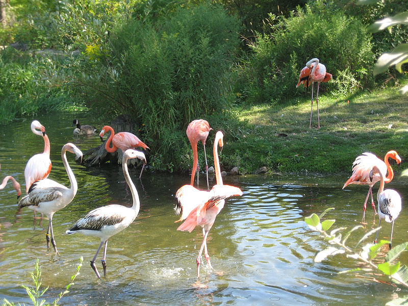 Toronto Zoo - Flamingo 2