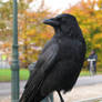 Crow 1