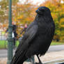 Crow 2