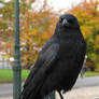 Crow 3