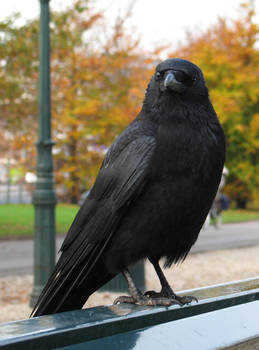 Crow 3