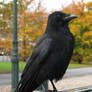 Crow 6