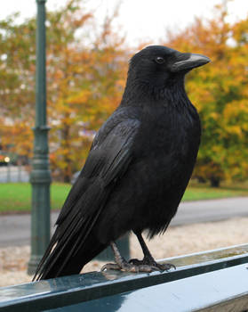 Crow 6