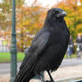 Crow 5