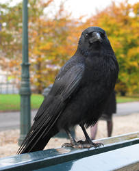 Crow 4