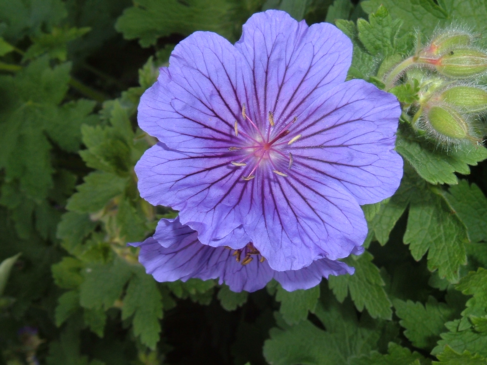 A gyranium flower.2