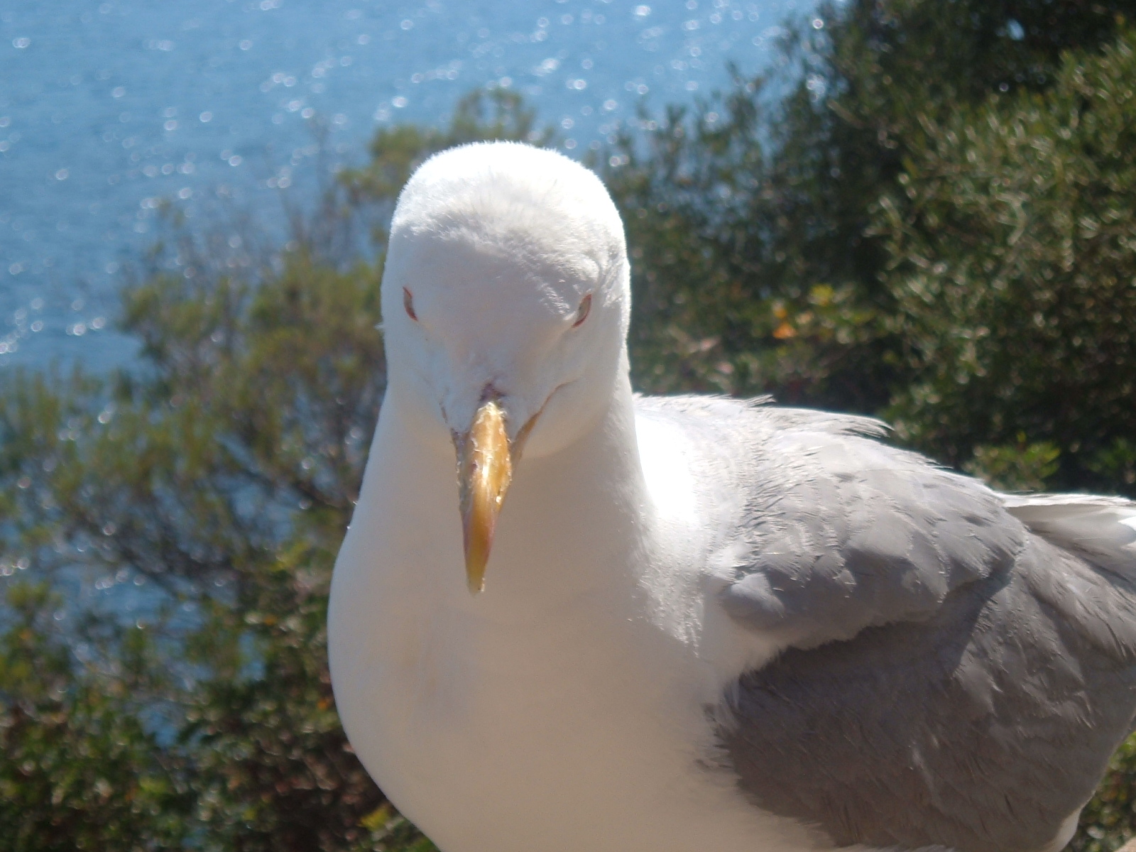 Demented seagull 1