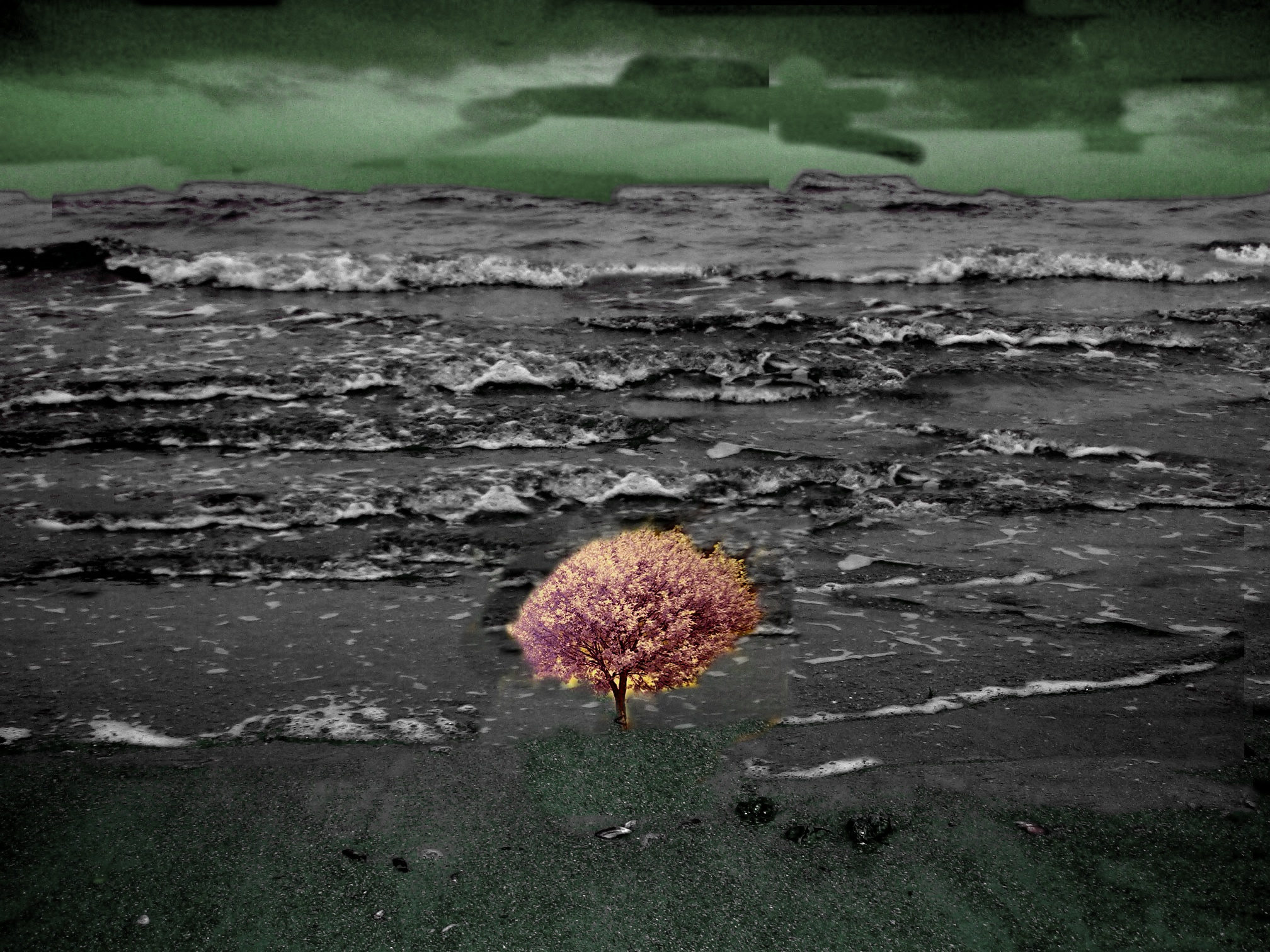 tree in the sand