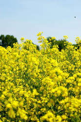 Canola