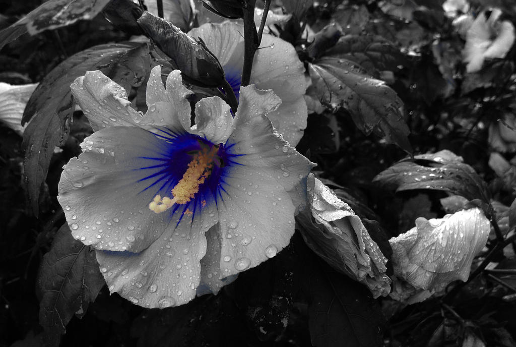 Hibiskus_Blue