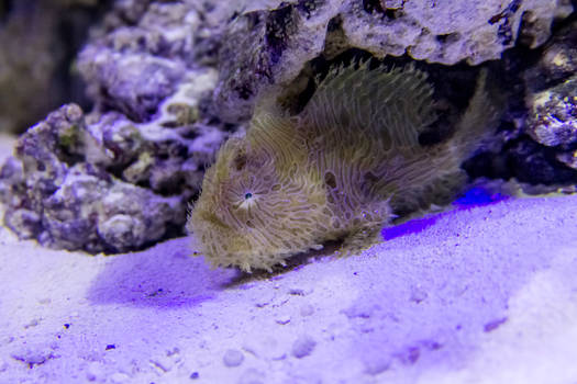 Sterben - My Striated Anglerfish