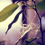 Forgotten spiderweb