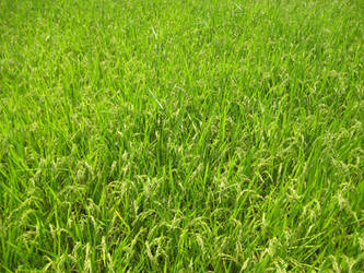 Japanese Grass