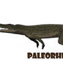Paleorhinus