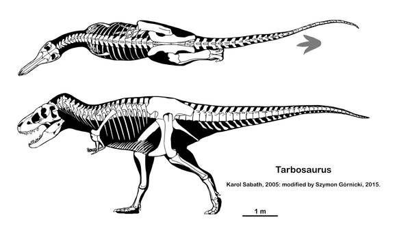 Tarbosaurus skeleton