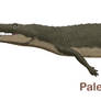 Paleorhinus 2018