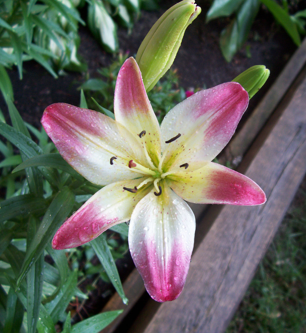 Lollipop Lily 1