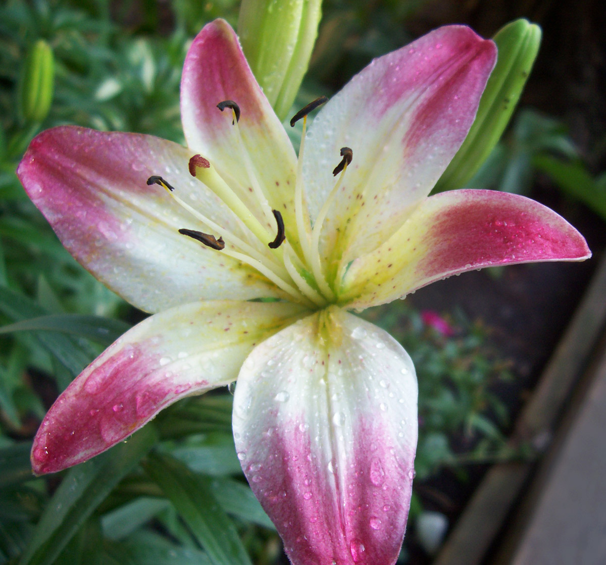 Lollipop Lily 3