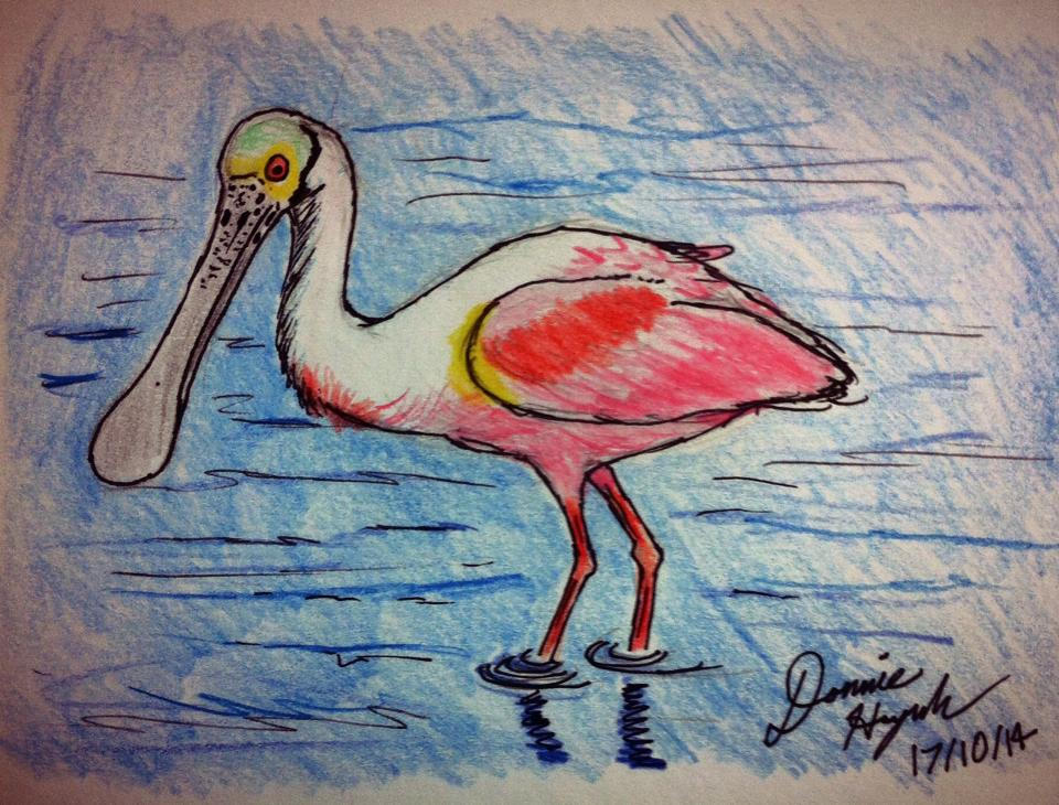 Roseate Spoonbill by coolerkinghilts on DeviantArt