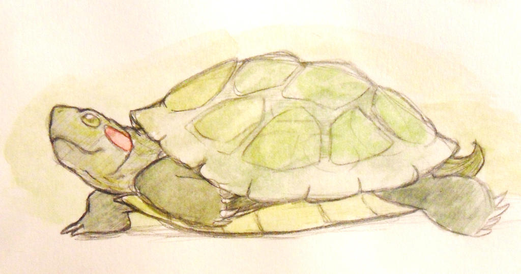 Deviantart Softshell Turtle Turtle! by swiftdreamer15 on DeviantArt