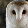 Barn Owl