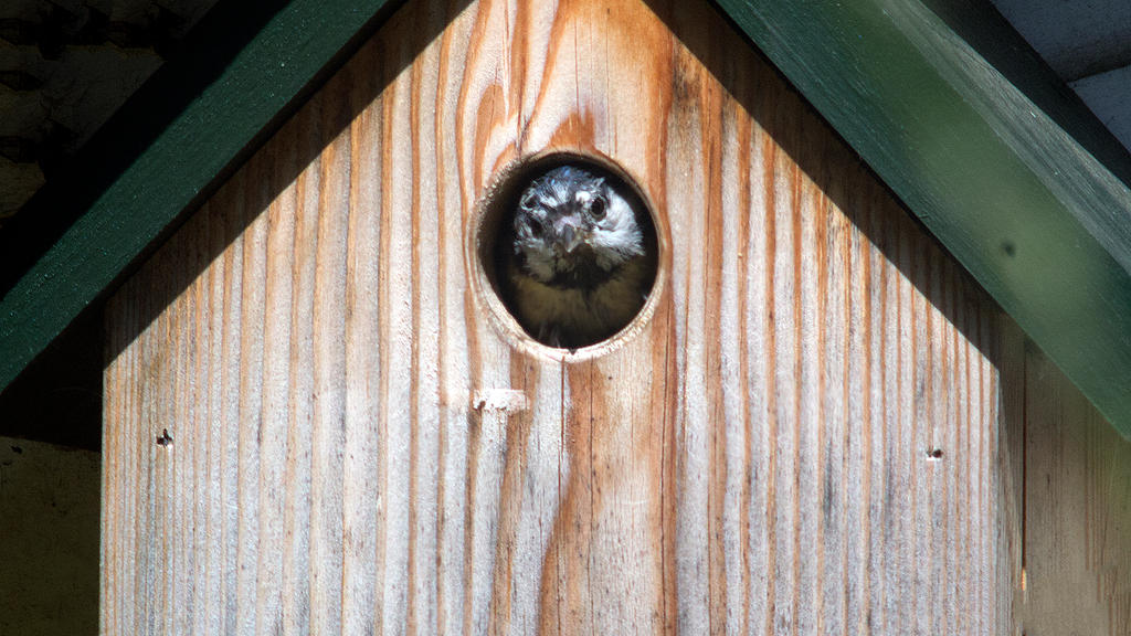 Blue tit leaves the nest