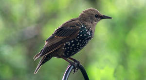 Adolescent Starling