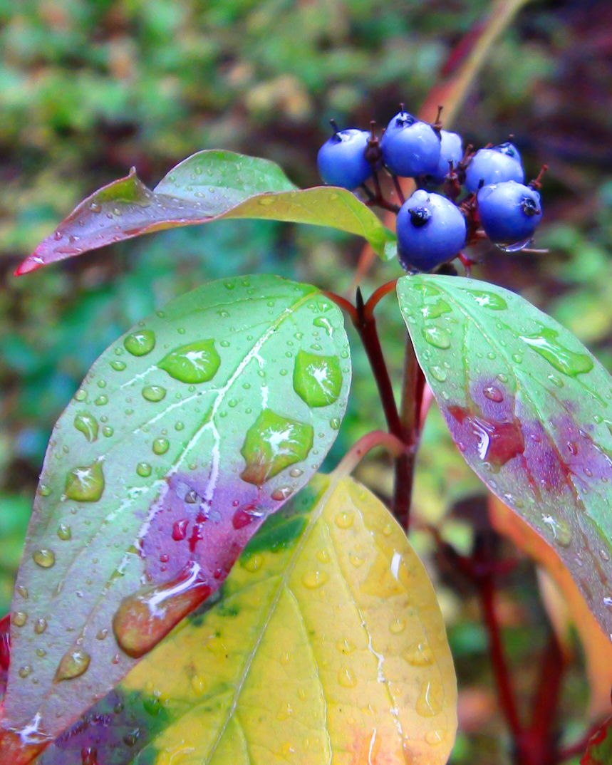 Autumn Berries