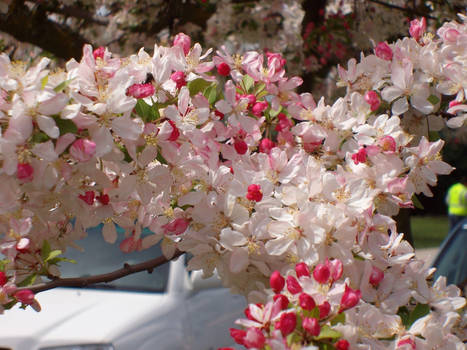 Crabby Blossoms