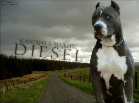 Diesel