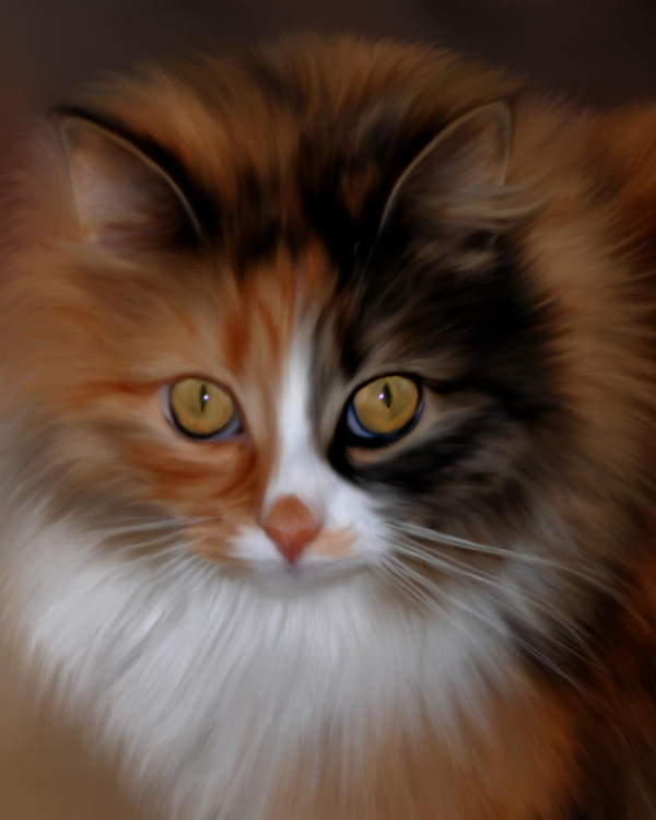 Bodhi Cat by Joe-Maccer Bodhi Cat by Joe-Maccer