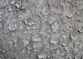 Tree Bark Texture