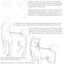 Dogs 101: Shiba Inu