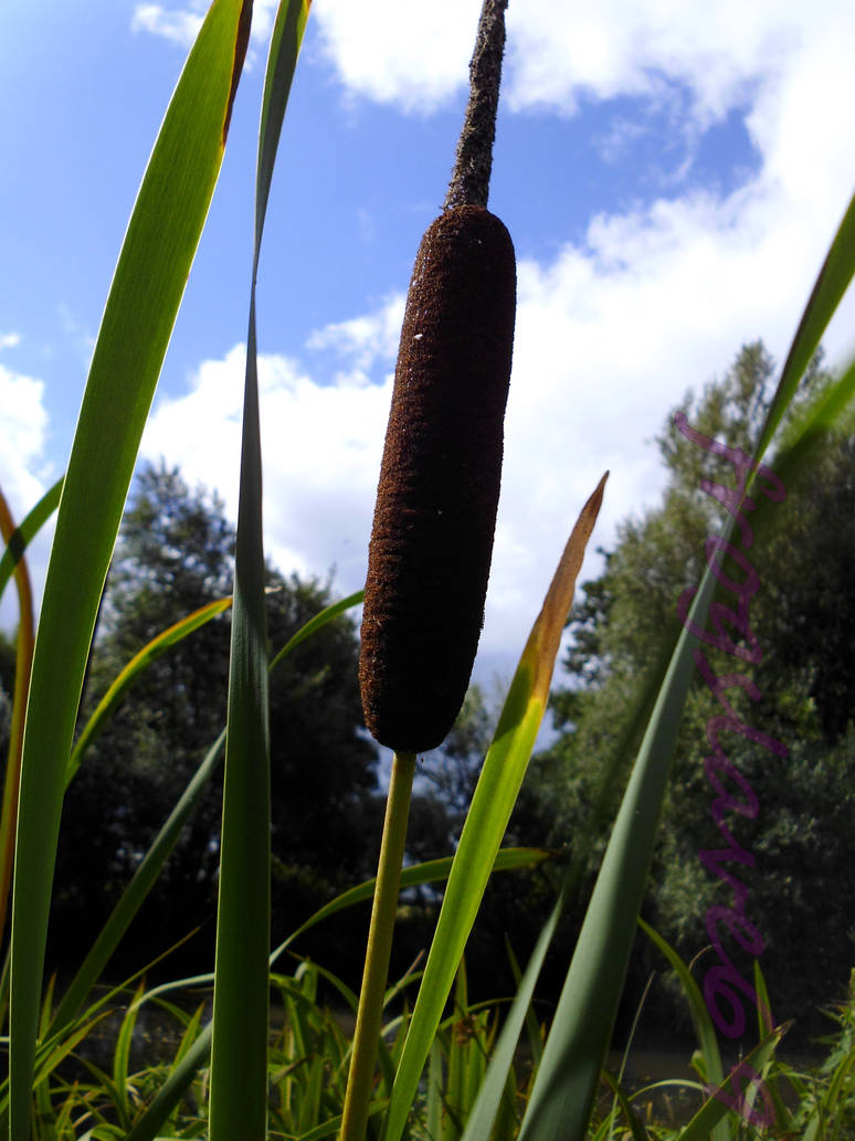 Fake Bull Rushes bull rushes. by frogslave69 on DeviantArt